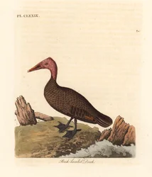 Canard à tête rose, Rhodonessa caryophyllacea. Éteint depuis les années 1950. Gravure à la main par John Latham de son propre A General History of Birds, Winchester