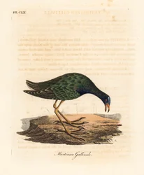 Talève violacée, Porphyrio martinicus. Gravure à la main par John Latham de son propre A General History of Birds