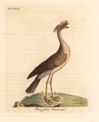 Cariama huppée, Cariama cristata. Gravure à la main par John Latham de son propre A General History of Birds, Winchester