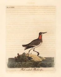 Phalarope à bec étroit, Phalaropus lobatus. Gravure à la main par John Latham de son propre A General History of Birds, Winchester