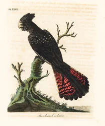 Cacatoès banksien, Calyptorhynchus banksii (cacatoès de Banks, Psittacus banksii). Planche de cuivre coloriée à la main, dessinée et gravée par John Latham d