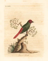Perruche à gorge rouge, Eritrea psittacea. Gravure à la main par John Latham de son propre A General History of Birds, Winchester