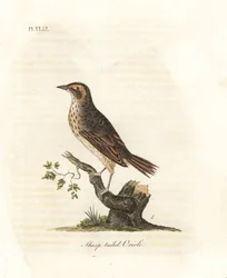 Bruant des marais salants, Ammodramus caudacutus. Gravure à la main par John Latham de son propre A General History of Birds, Winchester