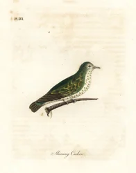 Coucou bronze brillant, Chrysococcyx lucidus. Gravure à la main par John Latham de son propre A General History of Birds, Winchester