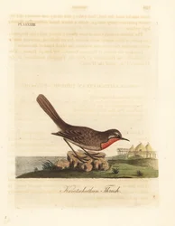 Rossignol calliope, Luscinia calliope. Gravure à la main en cuivre dessinée et gravée par John Latham de son propre A General History of Birds, Winchester