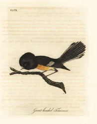 Tomtit de l