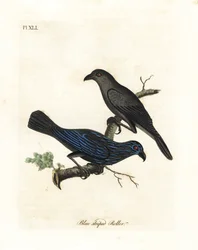 Étourneau strié, Aplonis striata. Gravure à la main par John Latham de son propre A General History of Birds, Winchester
