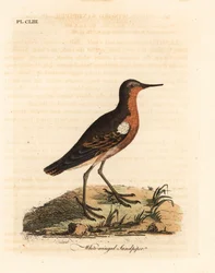 Bécasseau de Tahiti, Prosobonia leucoptera. Éteint. (Bécasseau à ailes blanches, Tringa leucoptera.) Gravure à la main en couleur dessinée et gravée par John Latham de son propre A General History of Birds, Winchester