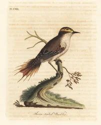 Synallaxe rayadito, Aphrastura spinicauda (fauvette à queue épineuse, Sylvia spinicauda). Gravure sur cuivre coloriée à la main, dessinée et gravée par John Latham d