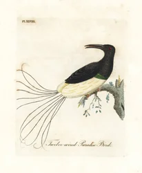 Oiseau de paradis à douze fils, Seleucidis melanoleucus (Paradisea nigricans). Gravure à la main en couleur par John Latham de son propre A General History of Birds, Winchester