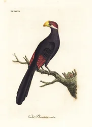 Touraco violet ou mangeur de bananes violacé, Musophaga violacea. Gravure à la main en couleur par John Latham de son propre A General History of Birds, Winchester