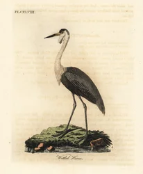 Grue caronculée, Bugeranus carunculatus. Vulnérable. (Héron caronculé, Ardea carunculata.) Gravure à la main en couleur dessinée et gravée par John Latham de son propre A General History of Birds, Winchester