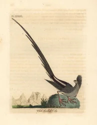 Coliou à dos blanc, Colius colius (Coliou à dos blanc, Colius leuconotus). Gravure à la main en cuivre dessinée et gravée par John Latham de son propre A General History of Birds, Winchester