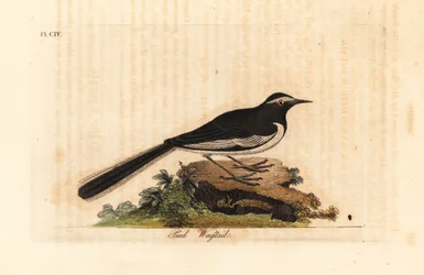 Bergeronnette à sourcils blancs, Motacilla maderaspatensis. Gravure à la main par John Latham de son propre A General History of Birds
