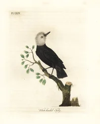 Tyran des marais à tête blanche, Arundinicola leucocephala (Todier à tête blanche, Todus leucocephalus). Gravure à la main en cuivre dessinée et gravée par John Latham de son propre A General History of Birds, Winchester