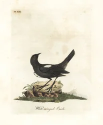Tangara à épaules blanches, Tachyphonus luctuosus (Oriole à ailes blanches, Oriolus leucopterus). Gravure à la main en couleur par John Latham de son propre A General History of Birds, Winchester
