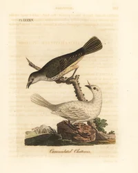 Oiseau cloche blanc, Procnias albus, mâle et femelle (jaseur caronculé, Ampelis carunculata). Planche de cuivre coloriée à la main, dessinée et gravée par John Latham, extraite de son A General History of Birds, Winchester