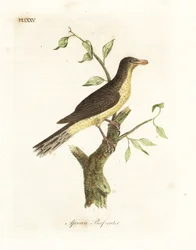 Piqueboeuf à bec jaune, Buphagus africanus. Gravure à la main par John Latham de son propre A General History of Birds, Winchester