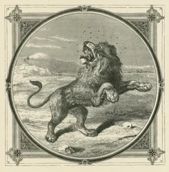 Le moustique pique les yeux du lion
