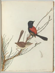 Paruline Écarlate et Noire