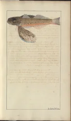 Dessins de Lindsay Vol. VII