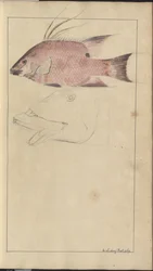 Dessins de Lindsay Vol. VII