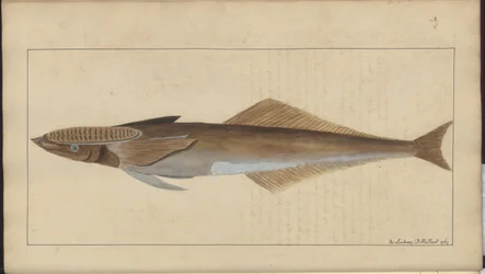 Dessins de Lindsay Vol. VII