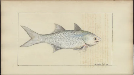 Dessins de Lindsay Vol. VII