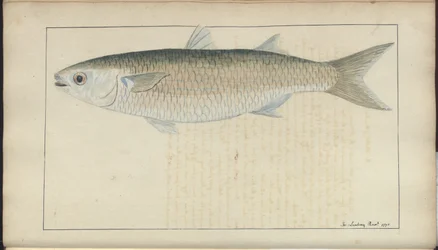 Dessins de Lindsay Vol. VII, 20