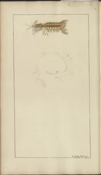 Dessins de Lindsay Vol. VII, 24