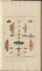 Dessins de Lindsay Vol. VI, 68