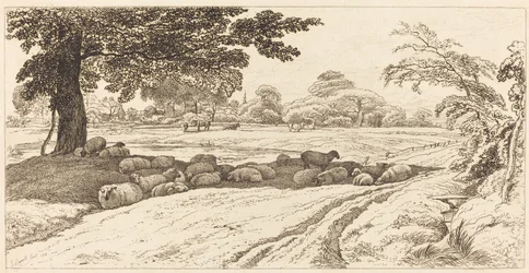 Moutons à midi