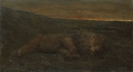 Lion dormant la nuit