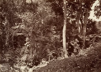 Paysage tropical, vue près de Chipigana, 1871