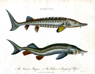 Accipenser : Espèces d