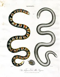 Amphisbaena : Les serpents Fuliginosa et Alba