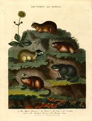 Arctomys et Arnica (Marmottes et Arnica)
