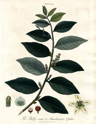 Bally-comb ou Amentaceous Opilia