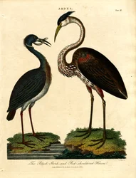 Cigogne noire et Héron à épaulettes