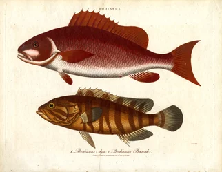 Bodianus - Deux espèces de perches de mer