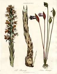 Espèces de genêts et d