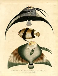 Poisson-papillon : Freira ; Acuauna et Vespertilio