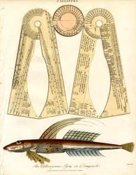 Callipèdes et libellules