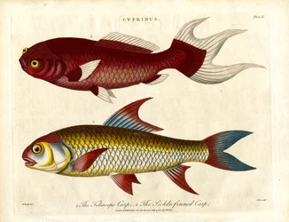 Espèces de carpes (Cyprinus)