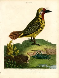Barbet de Cayenne (Bucco)