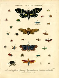 Chrysomèle ; Cigale et Cicindèle