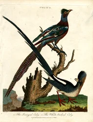 Espèces de Colius (oiseaux-souris)