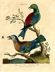 Rouleau commun et rouleau indien