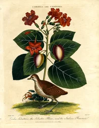 Cordia et Corrira : Sebesten Plum et Italian Runner