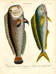 Espèces de Coryphaena : Coryphène à cinq doigts et petit dauphin